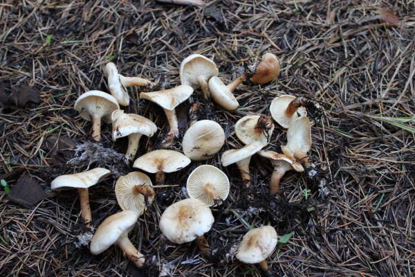 AYRI BİR CANLI TÜRÜ OLAN MANTARLARIN ESRARENGİZ DÜNYASI