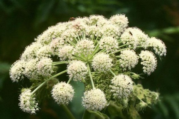 Suh Bitkisi Diyabet Hastalığına Çare Olabilir.