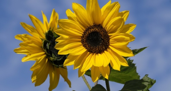 İZİMİZİ SİLEBİLMEK MÜMKÜN: FİTOREMEDİASYON