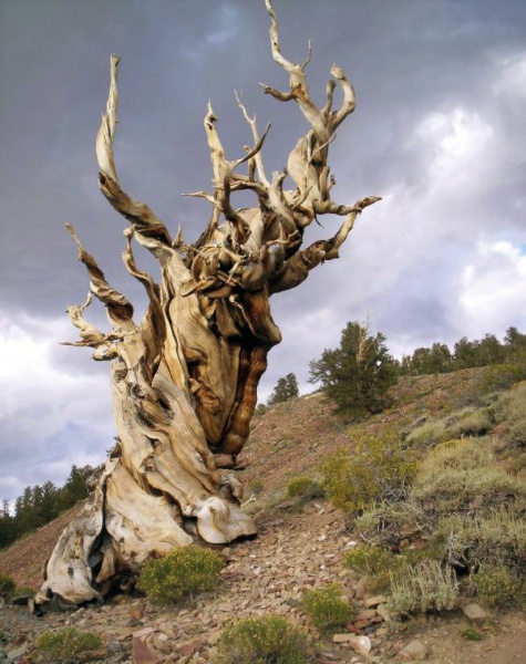 BİNLERCE YILDIR VAR OLAN AĞAÇLAR ÖLÜMSÜZ MÜ?