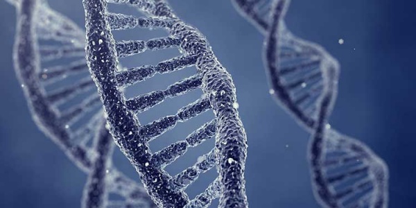 Organizmaların Beslenme Şekli DNA yı Etkiliyebilir