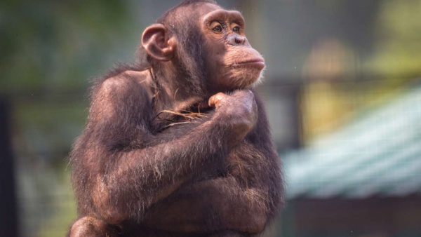Şempanzelerdeki beyin yapısı ve kişilik arasındaki ilişki ruhsal hastalıkların açıklanmasında yardımcı olabilir