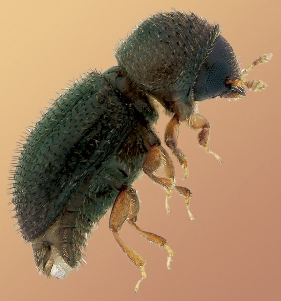 Kahveye Zarar Veren Bu Kurdun Etkileri Engellenebilir