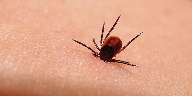 Lyme Hastalığına Sebep Olan Yeni Bir Patojen Türü Keşfedildi