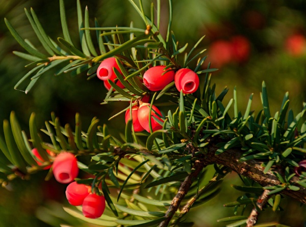Doğal Antikanser Ajanı: Taxus brevifolia Nutt.