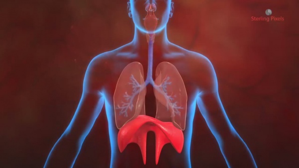 SOLUNUMUN RİTMİ, HAFIZAYI VE KORKUYU ETKİLİYOR!