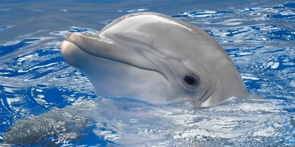 Küresel iklim değişikliği yunuslarda ölümcül deri hastalığını tetikliyor