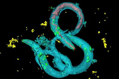 SOLUCANLAR TEHLİKE ANINDA RNA DEĞİŞTİRİYOR