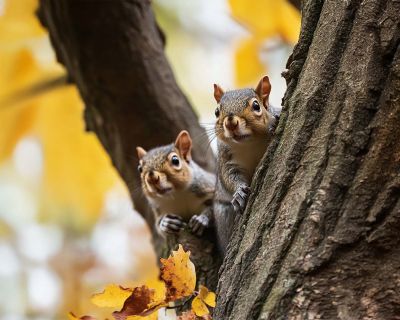 Sincaplar Sakladıkları Fındıkları Nasıl Buluyor?