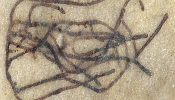 1 MİLYAR YILLIK DENİZ YOSUNU FOSİLLERİ BULUNDU