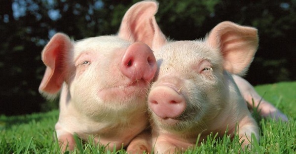 Domuz vücudunda insan organı üretilecek