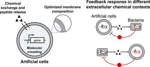 E. coli bakterisini yok eden hücre üretildi