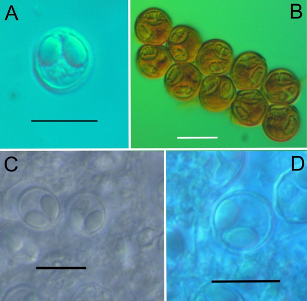 Türk bilim insanları Samsun'da dört yeni parazit türü keşfettiler