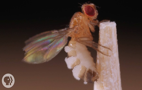 SİNEKLERİ ZOMBİLEŞTİREN İKİ YENİ MANTAR TÜRÜ KEŞFEDİLDİ