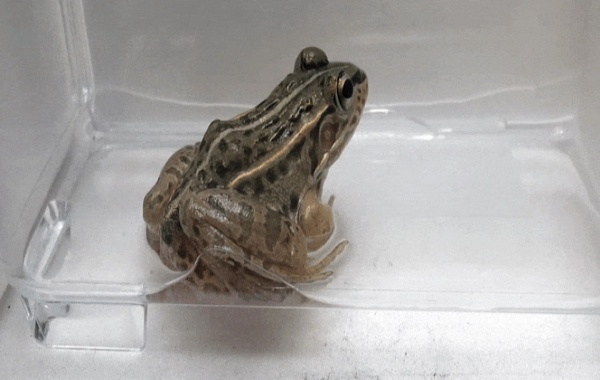 SU BÖCEKLERİNİN İLGİNÇ SAVUNMA MEKANİZMASI