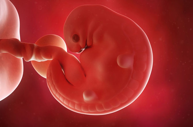 İnsan Hayvan Hibritleri ile Organ Üretilecek