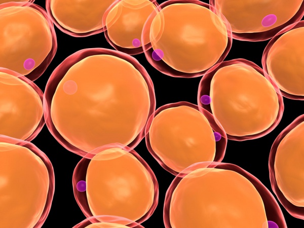 Çalışmalar kanser hücrelerinin büyümek için yağ moleküllerini yakıt olarak kullanabileceğini gösterdi