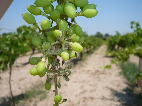 Yerli Biyo-Kontrol Ajanıyla Bitkilerin Sağlığı Korunacak