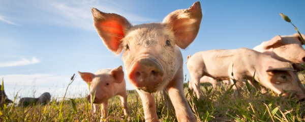 Laboratuvarda geliştirilen akciğerler domuzlara nakledildi
