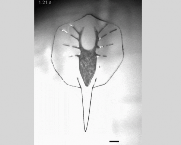 İlk Canlı Robot Üretildi