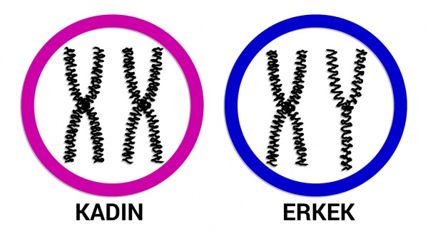 “Kadınların Fazladan X Kromozomu Bulundurması Onlara Daha Uzun Bir Yaşam Süresi Sağlıyor”