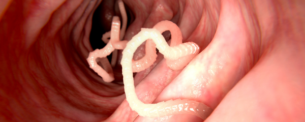 Araştırmacılar 81 Parazitik Kurt Türünün Genom Analizini Gerçekleştirdi
