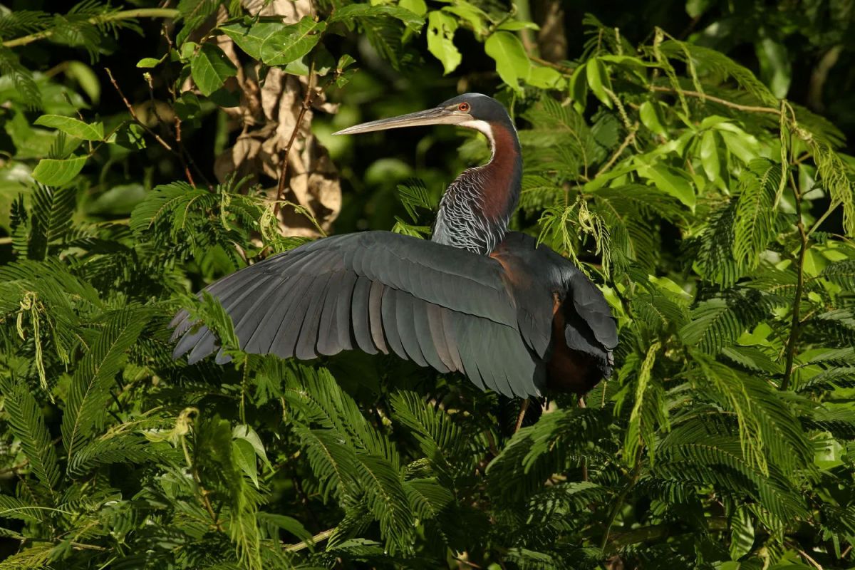 Dünyanın En Eşsiz Kuşları En Büyük Yok Olma Tehlikesiyle Karşı Karşıya