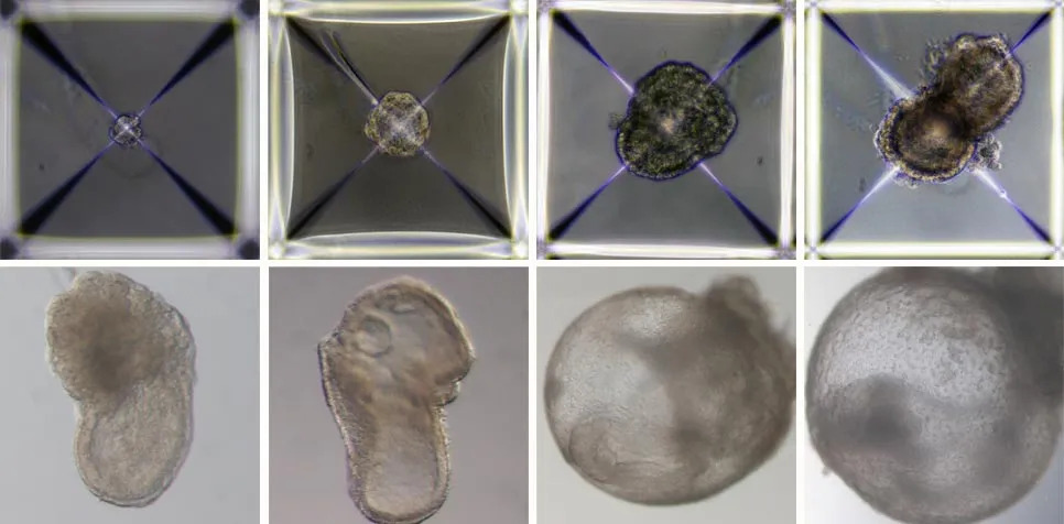 development-of-synthetic-mouse-embryo-models