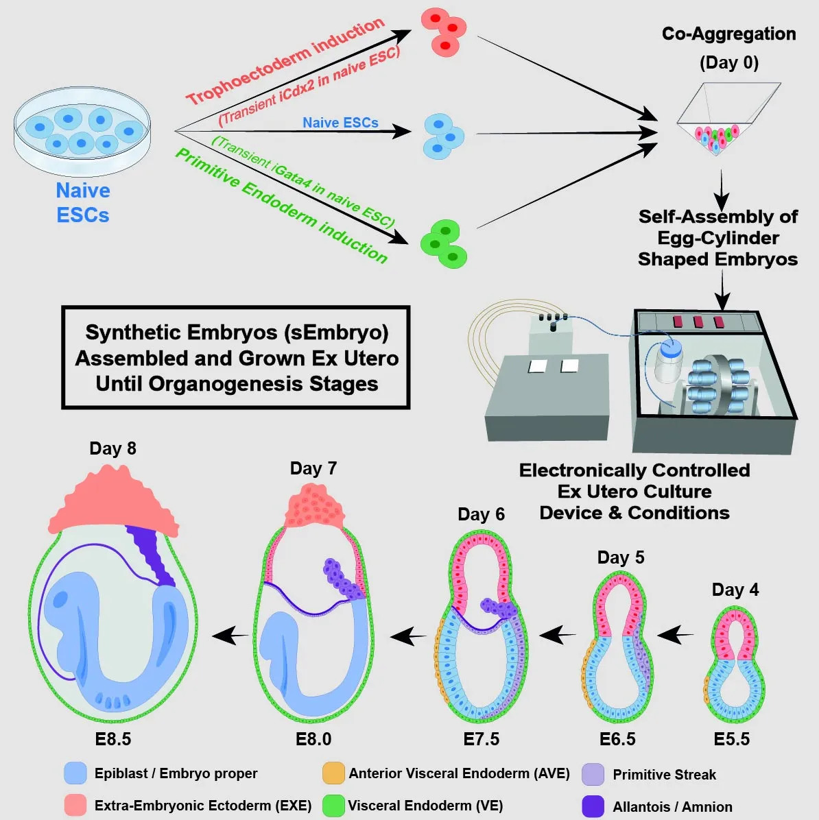 innovative-method-for-growing-synthetic-mouse-embryo-models-from-stem-cells