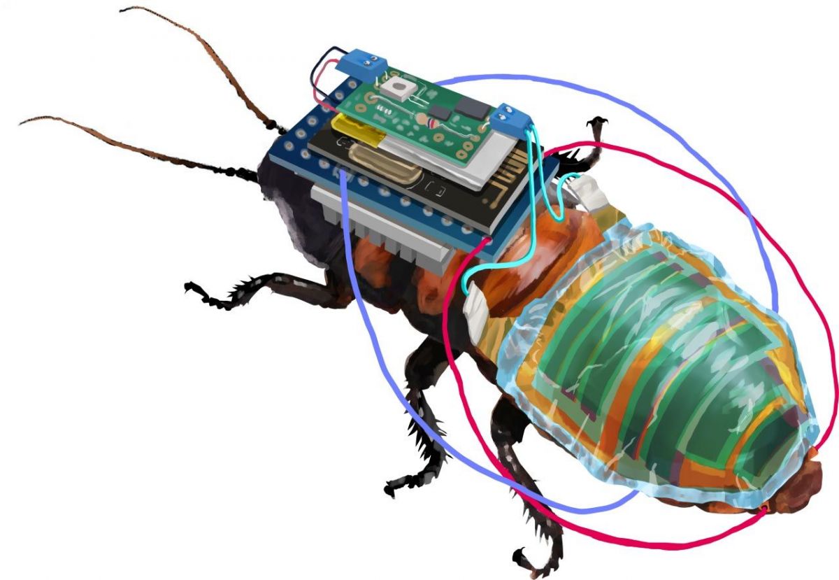 Cyborg hamam böceği geliştirildi!