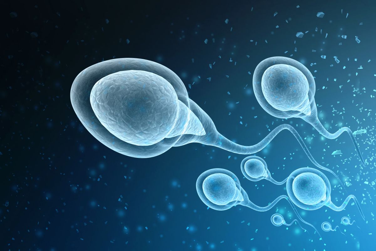 20 yıl önce dondurulan testis dokusunun hala canlı sperm üretebildiği keşfedildi