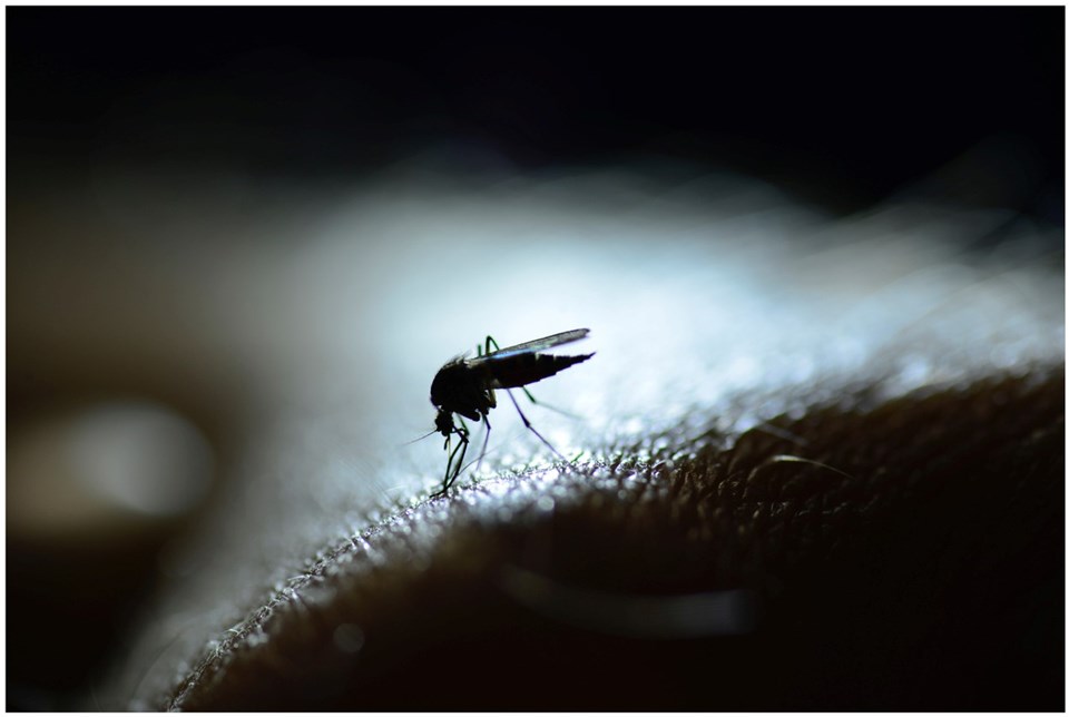 Sıtma Hastalığı Çin’de Resmen Bitti