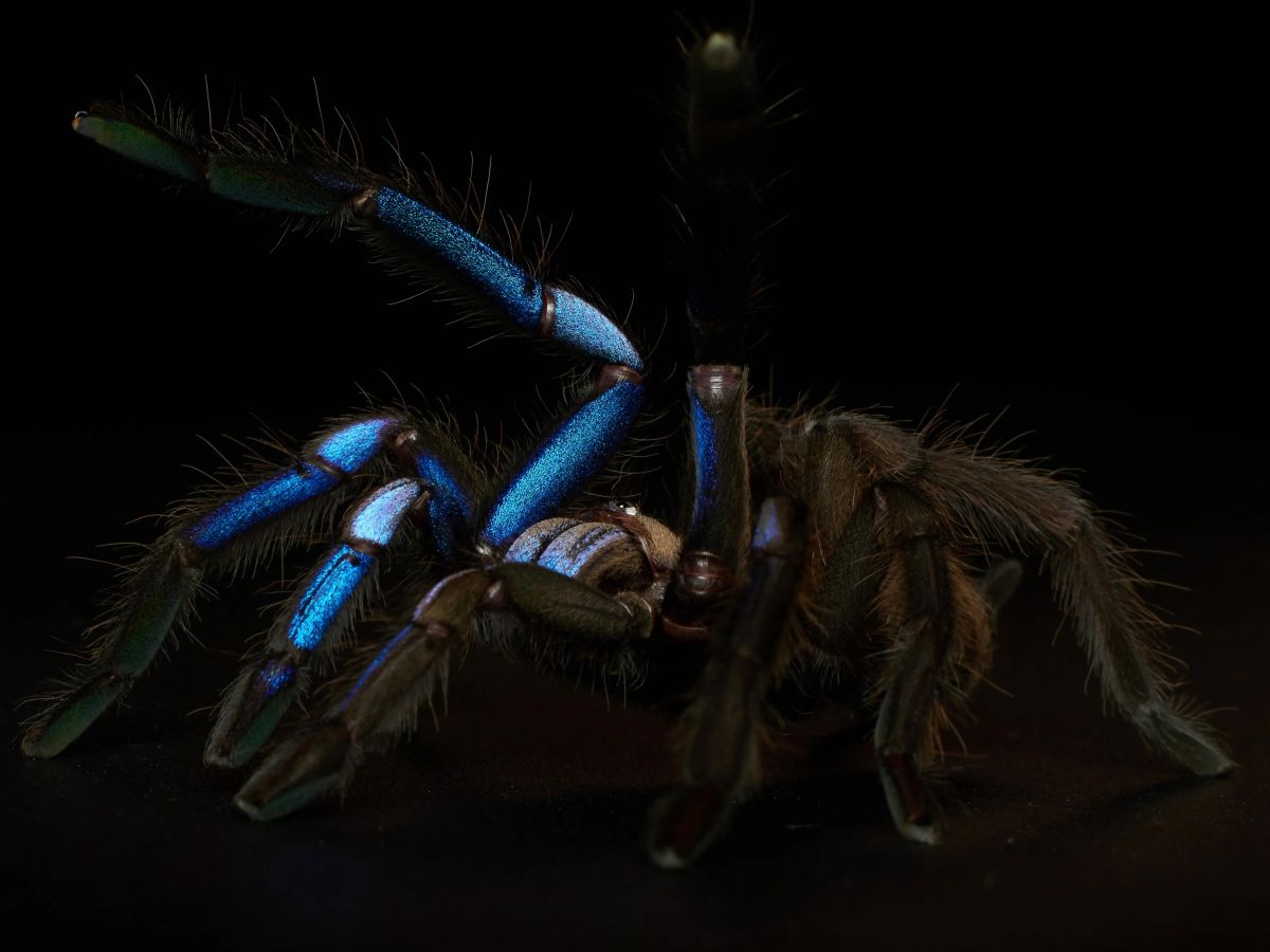 biomedya_elektrik_mavisi_tarantula