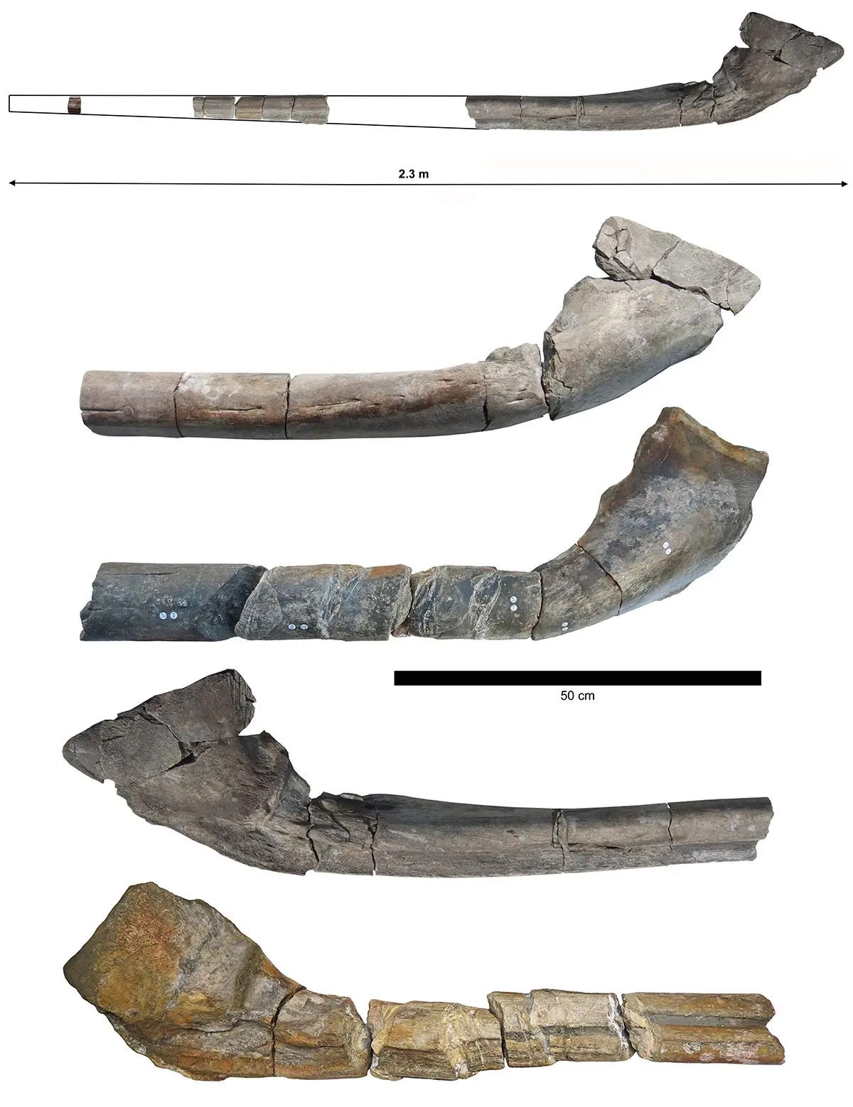 biomedya_jaw-bone-fossil